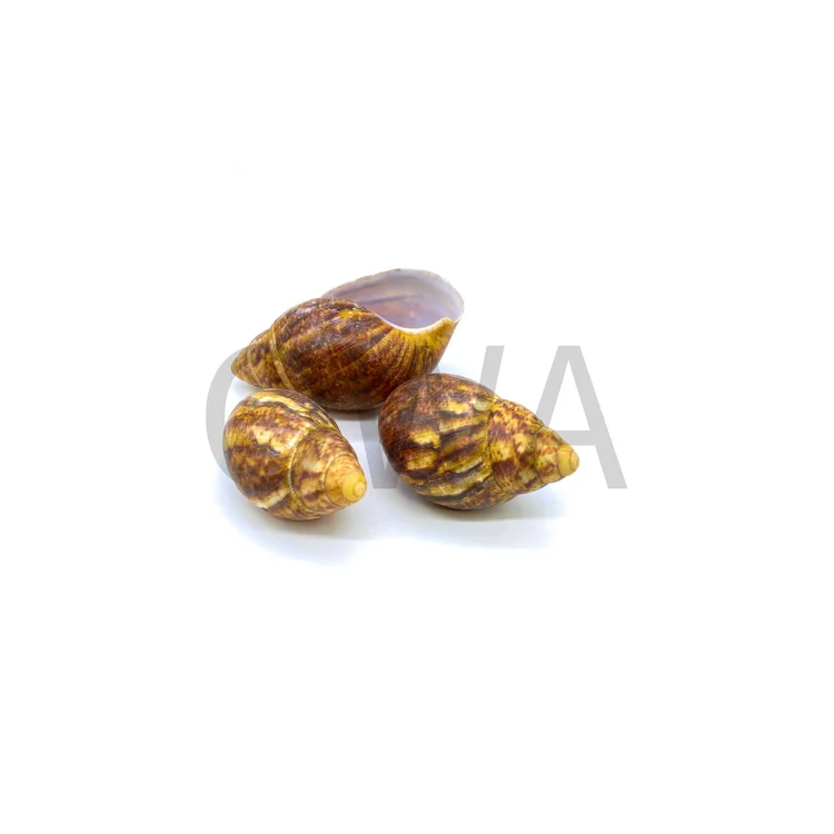 Ikaraun Igbin Snail Shell