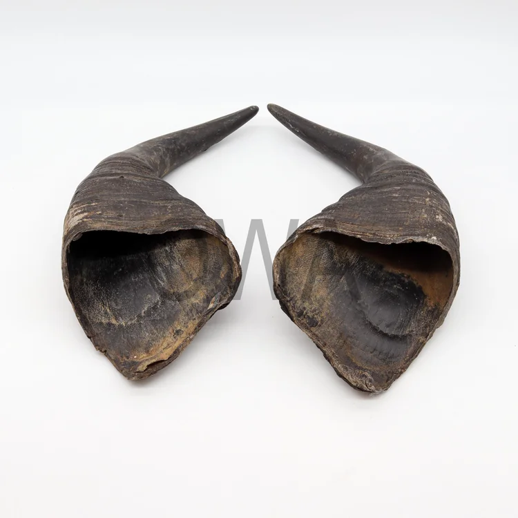 Buffalo Horns For Oya - 1 Pair